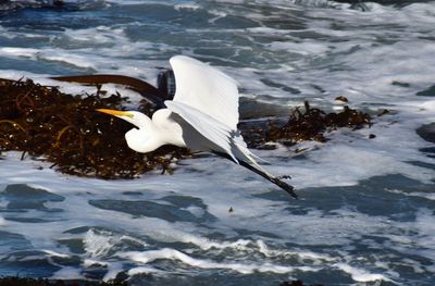 High angle view of swan flying over lake
