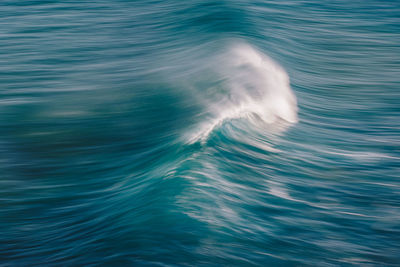 View of turtle swimming in sea