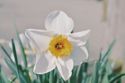 Close-up of white flower blooming outdoors