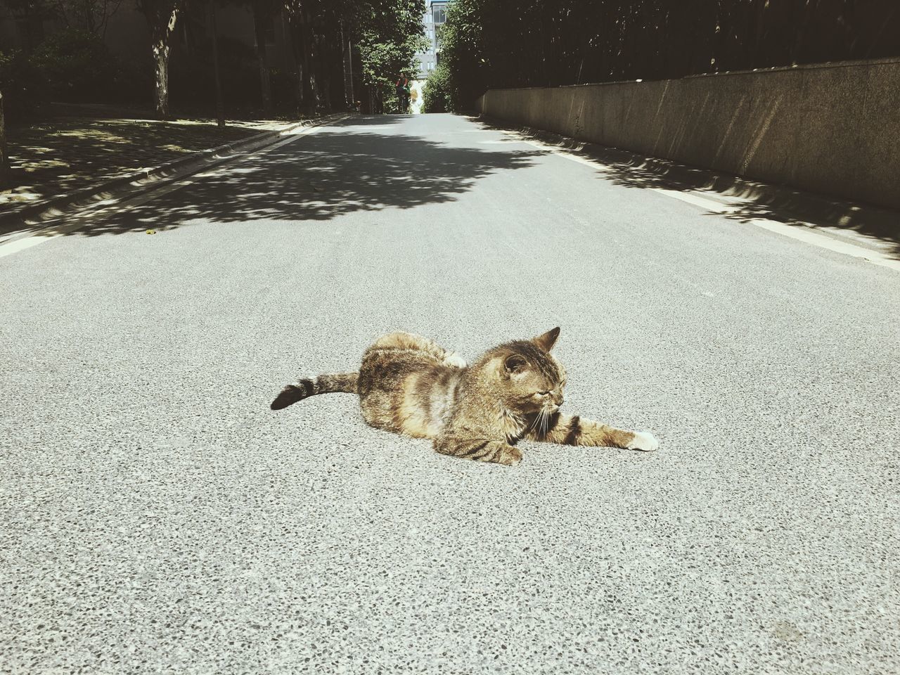 animal themes, animals in the wild, wildlife, one animal, street, road, high angle view, asphalt, outdoors, day, nature, no people, sunlight, sidewalk, leaf, insect, footpath, bird, the way forward, close-up