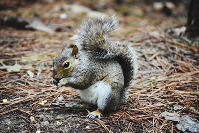 High angle view of squirrel on land