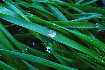 Close-up of raindrops on leaves