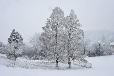 Trees in the snow
