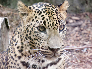 Close-up portrait of a leopard 