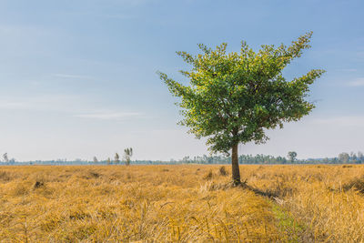 Tree on field against sky