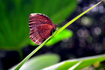 Close-up of butterfly on leaf