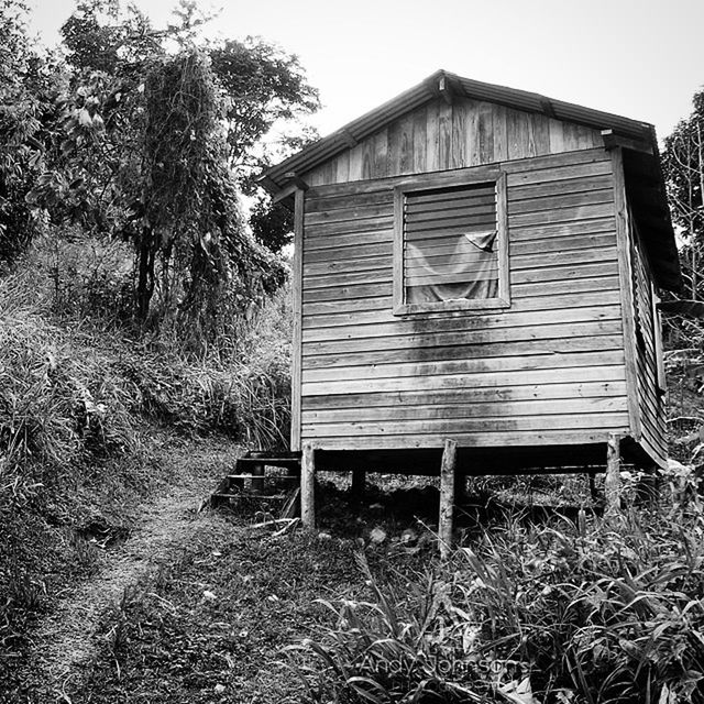 built structure, house, tree, wood - material, building exterior, architecture, abandoned, grass, plant, field, clear sky, wood, day, tranquility, growth, wooden, sky, outdoors, no people, nature