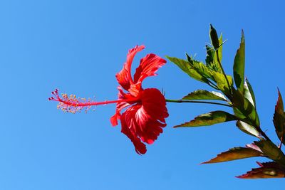 Close-up of red hibiscus against blue sky