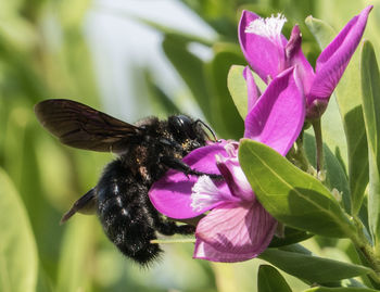 Close-up of honey bee on purple flower