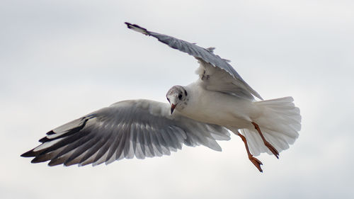 Close-up of bird flying against sky