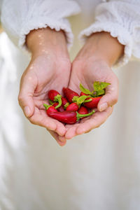 Woman hands holding red chili peppers in the garden