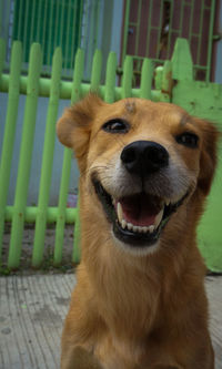 Close-up portrait of dog