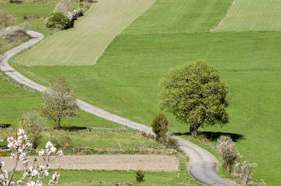 High angle view of plant growing on field