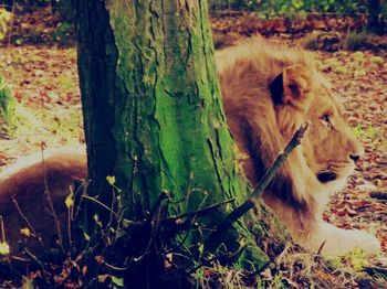 Close-up of sheep on tree trunk in field
