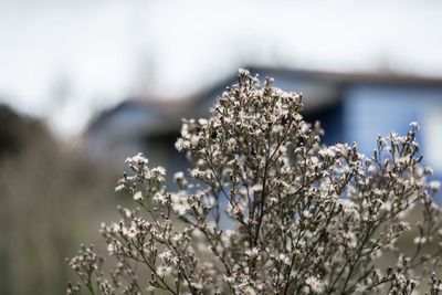 Close-up of white flowers growing on branch