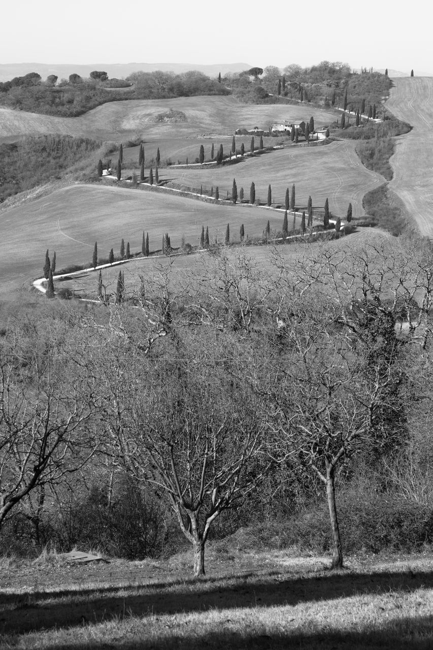 HIGH ANGLE VIEW OF ROAD AMIDST TREES ON FIELD