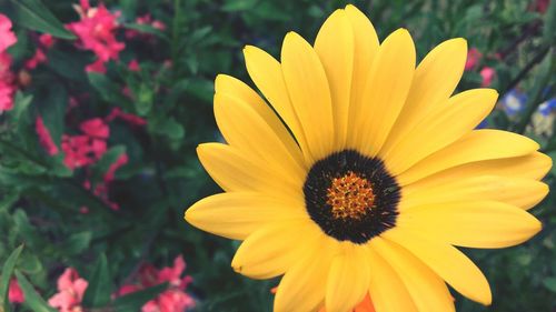 Close-up of yellow flower