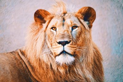 Close-up portrait of lion