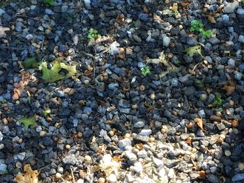 High angle view of stones on rocky field