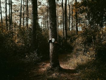 Trees in forest