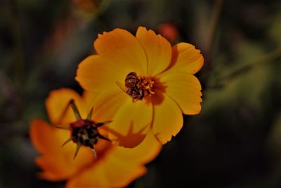 Close-up of yellow flowers blooming outdoors