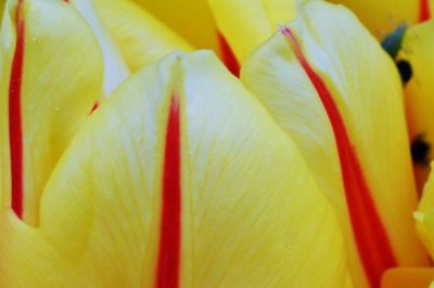 Macro shot of yellow flower