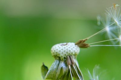 Close-up of dandelion on plant