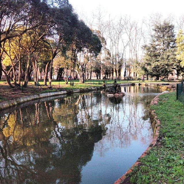 tree, water, reflection, tranquility, lake, tranquil scene, pond, nature, beauty in nature, growth, branch, scenics, green color, park - man made space, canal, grass, river, day, waterfront, outdoors