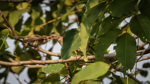 Low angle view of bird perching on tree