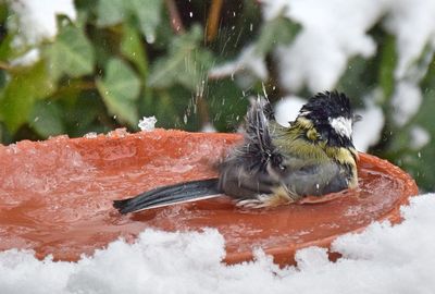 Close-up of bird in water