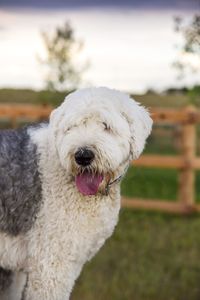 Close-up portrait of dog