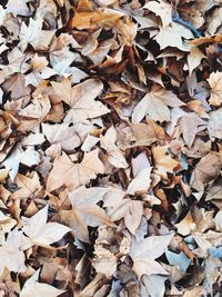 Full frame shot of dry leaves