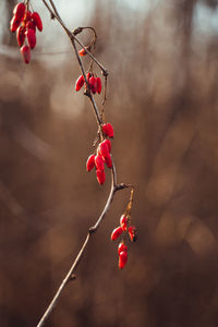 Close-up of red berries growing on tree