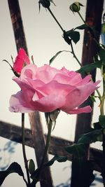 Close-up of pink rose blooming outdoors