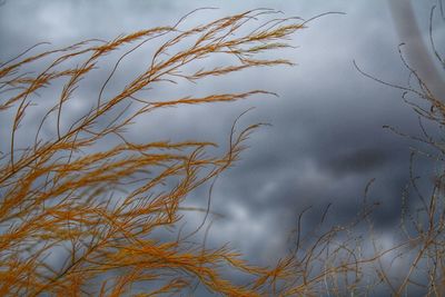 Low angle view of tree against sky