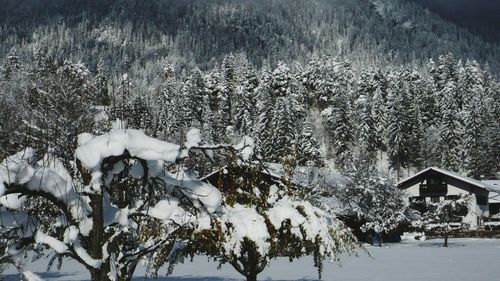 Trees on snow covered landscape