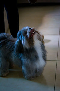 Dog lying on floor at home