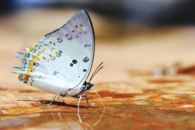 Close-up of butterfly