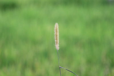 Close-up of plant