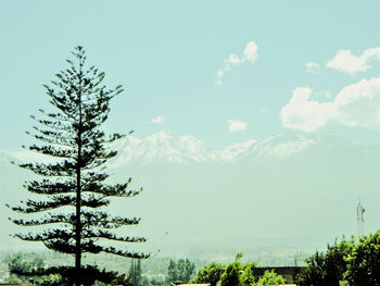 Low angle view of tree against sky