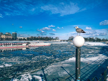 Seagull perching on a cityscape against the sky