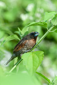 Sparrows take shelter on a very hot day