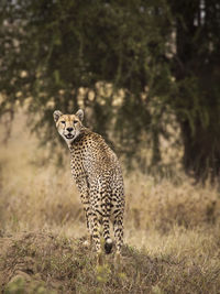 View of a cat on land