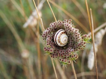 Close-up of snail on flower