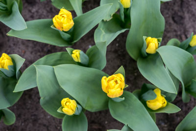 Close-up of yellow flowering plants