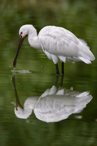 Sponbill reflected in lake