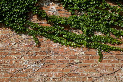 Close-up of tree growing on landscape