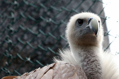 Close-up of a bird