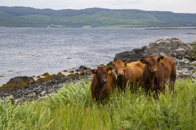 Horses in a farm