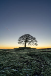 Bare tree on field against sky during sunset